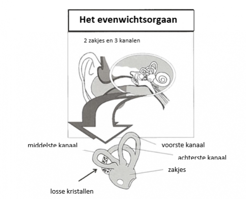 BPPD (Benigne Paroxysmale PositieDuizeligheid) | Informatiefolders